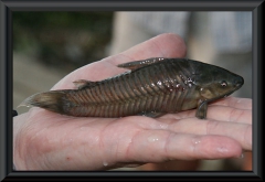 Hoplosternum littorale