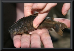 Hoplosternum littorale