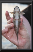 Hoplosternum littorale