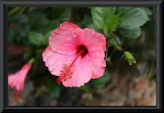 Hibiskus