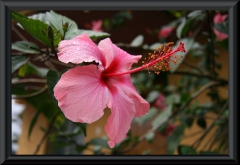 Hibiskus