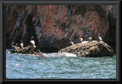 Braunpelikane (Pelecanus occidentalis)