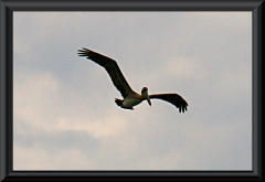 Braunpelikane (Pelecanus occidentalis) auf Beutezug