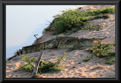 Orinoco-Krokodil (Crocodylus intermedius)