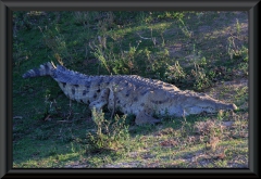 Orinoco-Krokodil (Crocodylus intermedius)