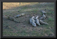 Krokodilkaimane (Caiman crocodilus)