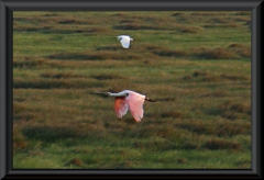 Rosa Löffler (Platalea leucorodia)