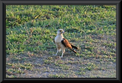 Lachfalke (Herpetotheres cachinnans)