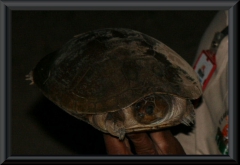 Wasserschildkröte