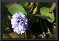 Wasserhyazinthe (Eichhornia)