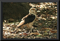 junger Schopfkarakara (Caracara plancus)