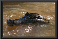 Krokodilkaiman (Caiman crocodilus)