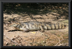 Krokodilkaiman (Caiman crocodilus)