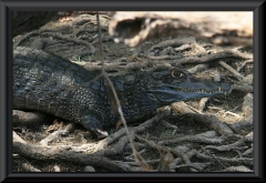 Krokodilkaiman (Caiman crocodilus)