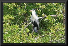 Cocoireiher (Ardea cocoi)