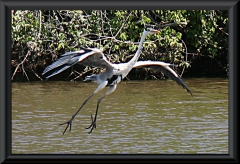 Cocoireiher (Ardea cocoi)