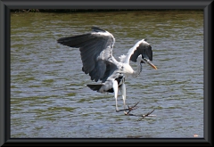 Cocoireiher (Ardea cocoi)