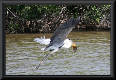 Cocoireiher (Ardea cocoi)