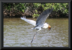 Cocoireiher (Ardea cocoi)