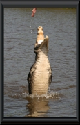 Krokodilkaiman (Caiman crocodilus)