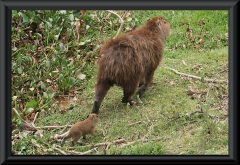 Wasserschwein/Capybara (Hydrochoerus hydrochaeris)