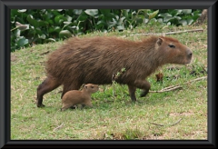 Wasserschwein/Capybara (Hydrochoerus hydrochaeris)