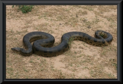 Anakondoa (Eunectes murinus)