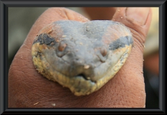 Anakondoa (Eunectes murinus)