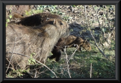 Wasserschwein/Capybara (Hydrochoerus hydrochaeris)