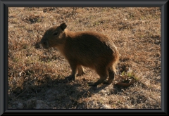 Wasserschwein/Capybara (Hydrochoerus hydrochaeris), ca. 3 Tage alt