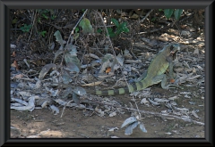 Leguan