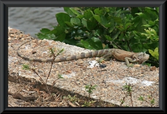 Leguan