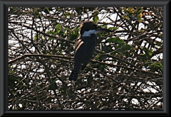 Amazonas-Eisvogel (Chloroceryle amazona)