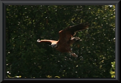 Fischbussard (Busarellus nigricollis)