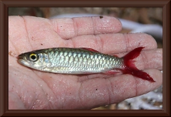 Glanz-/Großschuppensalmler (Chalceus macrolepidotus)