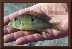 Geophagus taeniopareius