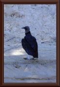 Rabengeier (Coragyps atratus)