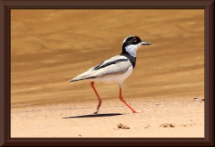 Cayennekiebitz (Vanellus cayanus)