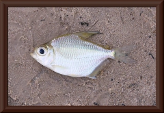 Tetragonopterus chalceus
