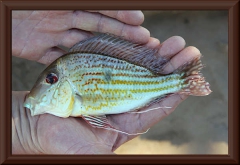 Geophagus abalios?