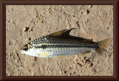 Caenotropus sp.