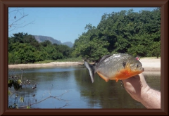 Piranha (Pygocentrus cariba)