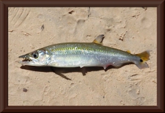 Acestrorhynchus sp.