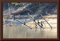 Unsere ständigen Begleiter: Olivenscharben (Phalacrocorax brasilianus)