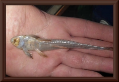 Limatulichthys nasarcus