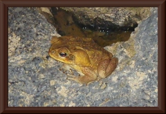 Aga-Kröten (Bufo marinus)