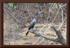 Olivenscharbe (Phalacrocorax brasilianus)