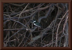 Amazonasfischer (Chloroceryle amazona)