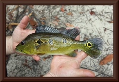 Cichla orinocensis