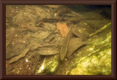 Crenicichla